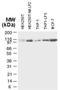 NLR Family Pyrin Domain Containing 2 antibody, NB100-56155, Novus Biologicals, Western Blot image 