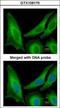 GTP-binding protein SAR1b antibody, GTX109170, GeneTex, Immunocytochemistry image 