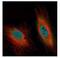 Death Effector Domain Containing antibody, NBP1-31686, Novus Biologicals, Immunofluorescence image 