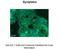 Symplekin antibody, PA5-42260, Invitrogen Antibodies, Immunohistochemistry paraffin image 