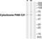 Cytochrome P450 Family 21 Subfamily A Member 2 antibody, abx015134, Abbexa, Western Blot image 