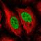 Endonuclease 8-like 1 antibody, HPA054084, Atlas Antibodies, Immunocytochemistry image 