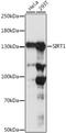Sirtuin 1 antibody, A11267, ABclonal Technology, Western Blot image 