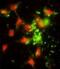 Signal Recognition Particle 72 antibody, abx033063, Abbexa, Immunofluorescence image 