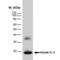 Interleukin 2 antibody, MCA1493, Bio-Rad (formerly AbD Serotec) , Enzyme Linked Immunosorbent Assay image 