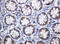 c-Kit antibody, LS-C175534, Lifespan Biosciences, Immunohistochemistry paraffin image 