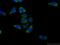 VSOP antibody, 14162-1-AP, Proteintech Group, Immunofluorescence image 