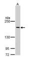 BCR Activator Of RhoGEF And GTPase antibody, PA5-29334, Invitrogen Antibodies, Western Blot image 