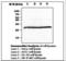 Peroxiredoxin 1 antibody, LS-B6264, Lifespan Biosciences, Western Blot image 