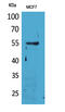 Leukocyte Immunoglobulin Like Receptor A4 antibody, STJ96623, St John