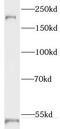 Reticulon 4 antibody, FNab07524, FineTest, Western Blot image 