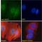 Paired Box 4 antibody, 42-499, ProSci, Enzyme Linked Immunosorbent Assay image 