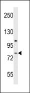 Adhesion G Protein-Coupled Receptor L3 antibody, PA5-72012, Invitrogen Antibodies, Western Blot image 