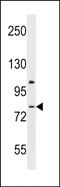 Adhesion G Protein-Coupled Receptor L3 antibody, PA5-72012, Invitrogen Antibodies, Western Blot image 