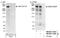 Zinc Finger Protein 318 antibody, NB100-77289, Novus Biologicals, Western Blot image 