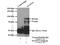 OATP-2 antibody, 17163-1-AP, Proteintech Group, Immunoprecipitation image 