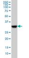 ELAV Like RNA Binding Protein 1 antibody, H00001994-M02, Novus Biologicals, Western Blot image 