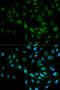 Mitogen-Activated Protein Kinase 7 antibody, 18-510, ProSci, Immunofluorescence image 