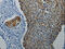 Dopamine Receptor D4 antibody, CSB-PA695604, Cusabio, Immunohistochemistry paraffin image 