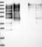 Microtubule Associated Protein 4 antibody, NBP1-85874, Novus Biologicals, Western Blot image 