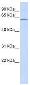 Tripartite Motif Containing 16 antibody, TA339131, Origene, Western Blot image 