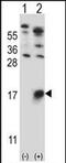 Glycophorin B (MNS Blood Group) antibody, PA5-71844, Invitrogen Antibodies, Western Blot image 