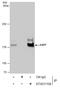 Ubiquitin Specific Peptidase 7 antibody, GTX631108, GeneTex, Immunoprecipitation image 