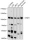 Striatin Interacting Protein 1 antibody, GTX64994, GeneTex, Western Blot image 