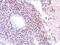 Splicing Factor 3b Subunit 3 antibody, PA5-29450, Invitrogen Antibodies, Immunohistochemistry frozen image 