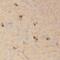 Protocadherin Alpha 3 antibody, FNab06199, FineTest, Immunohistochemistry frozen image 