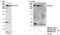 SMG1 antibody, NB100-77278, Novus Biologicals, Western Blot image 