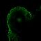Zinc Finger Protein 503 antibody, DZ12892, Boster Biological Technology, Immunofluorescence image 