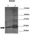 RuvB Like AAA ATPase 2 antibody, TA330273, Origene, Western Blot image 