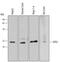 Glutathione Peroxidase 2 antibody, MAB5470, R&D Systems, Western Blot image 