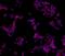 Transcription factor SOX-11 antibody, 14-9773-82, Invitrogen Antibodies, Immunocytochemistry image 