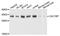 Calcyclin Binding Protein antibody, A8757, ABclonal Technology, Western Blot image 