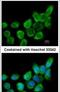 Galectin 1 antibody, PA5-30706, Invitrogen Antibodies, Immunofluorescence image 