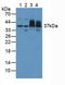 Proteasome 26S Subunit, Non-ATPase 7 antibody, LS-C296087, Lifespan Biosciences, Western Blot image 