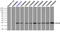 Crystallin Alpha B antibody, LS-C114670, Lifespan Biosciences, Immunoprecipitation image 