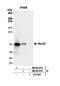 RecQ Like Helicase antibody, NB100-619, Novus Biologicals, Western Blot image 
