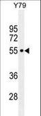 CCDC97 antibody, LS-C168445, Lifespan Biosciences, Western Blot image 