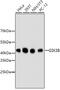 Glycogen Synthase Kinase 3 Beta antibody, 13-845, ProSci, Western Blot image 