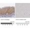 Chloride Intracellular Channel 3 antibody, NBP1-89465, Novus Biologicals, Immunohistochemistry paraffin image 