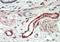Thrombospondin 3 antibody, orb20159, Biorbyt, Immunohistochemistry paraffin image 