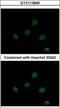 T-Box 5 antibody, GTX113849, GeneTex, Immunofluorescence image 