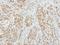 Coagulation Factor X antibody, LS-C186101, Lifespan Biosciences, Immunohistochemistry paraffin image 