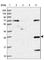 Heparan Sulfate 2-O-Sulfotransferase 1 antibody, HPA043069, Atlas Antibodies, Western Blot image 