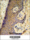 MAF BZIP Transcription Factor F antibody, 62-492, ProSci, Immunohistochemistry paraffin image 