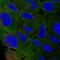 Adipocyte protein S3-12 antibody, NBP2-13776, Novus Biologicals, Immunocytochemistry image 