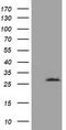OTU Deubiquitinase, Ubiquitin Aldehyde Binding 2 antibody, CF501941, Origene, Western Blot image 
